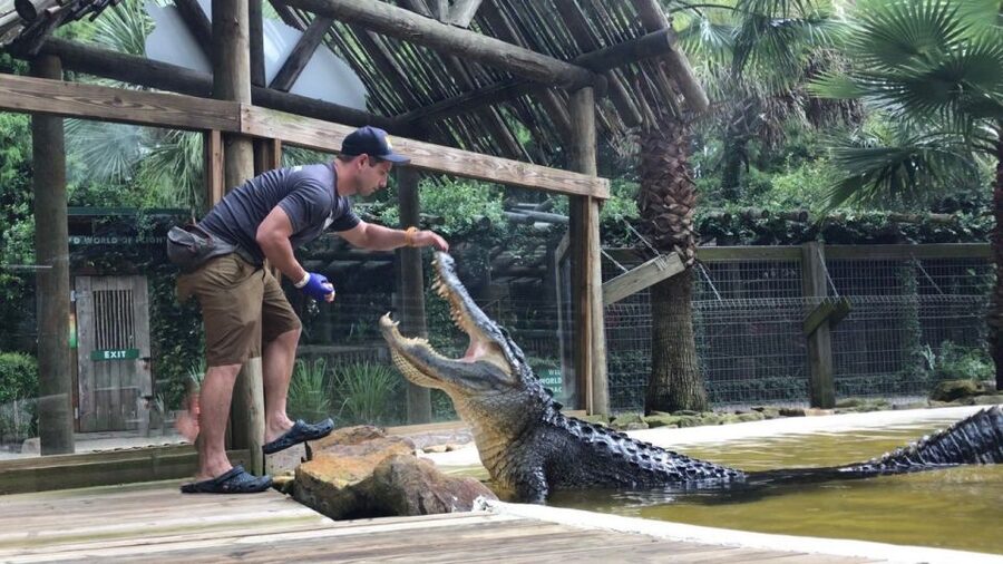 Orlando: Everglades Airboat Ride and Wildlife Park Ticket - Wildlife Park Admission: Exhibits and Shows You Can Plan Around
