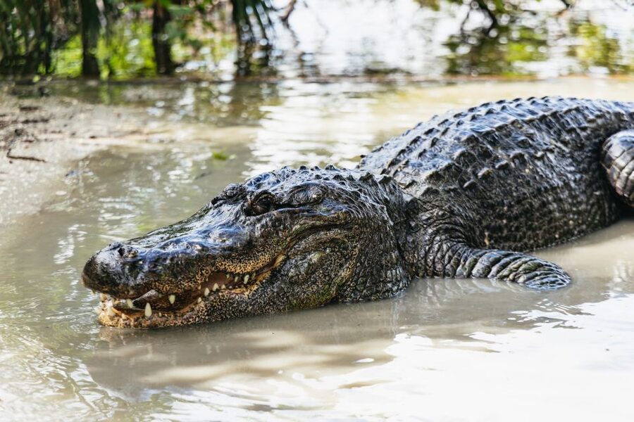 Orlando: Gatorland Skip-the-Line Ticket - Key takeaways before you go