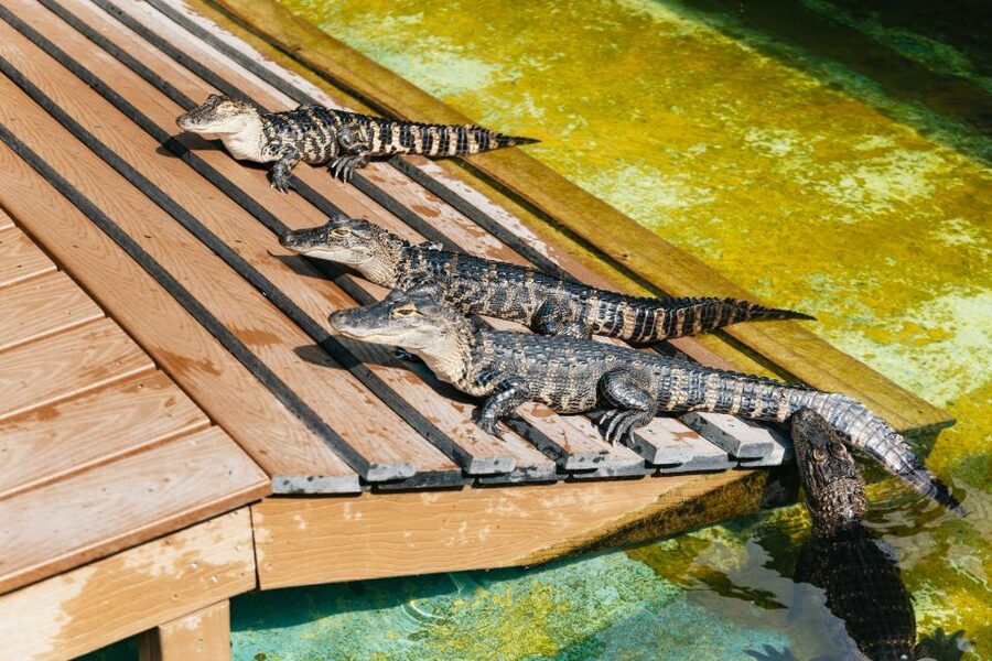 Orlando: Gatorland Skip-the-Line Ticket - Legends of the Swamp arena, live alligators plus expert showmanship