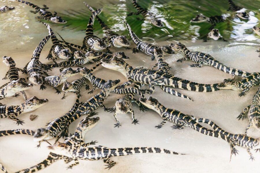 Orlando: Gatorland Skip-the-Line Ticket - Arrive at the gate, get your bearings, and plan a show-first route