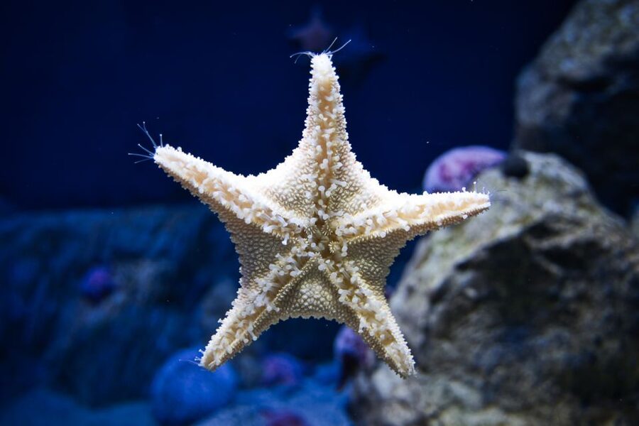 Orlando: Madame Tussauds and SEA LIFE Aquarium Combo Ticket - Key Highlights You Should Know Before You Go