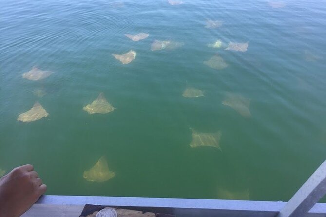Pensacola Beach Jolly Dolphin Cruise and Scenic Bay Tour - What if dolphins do not show up?