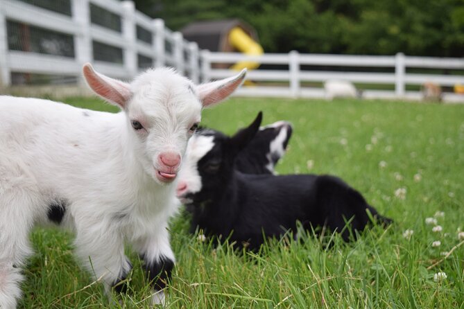 Premium Amish Country Tour including Amish Farm and House - Comfort, accessibility, and group size realities