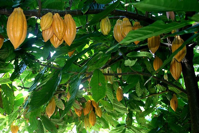 Princeville Botanical Gardens Tour and Chocolate Tasting Ticket - What you taste on the way: Hawaiian fruit, honey, cacao nibs, and chocolate
