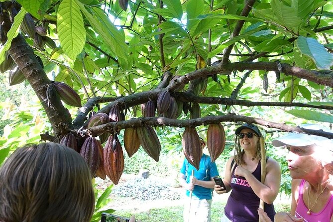 Princeville Botanical Gardens Tour and Chocolate Tasting Ticket - Anini Creek valley: rare plants, topography, and sustainable cultivation lessons