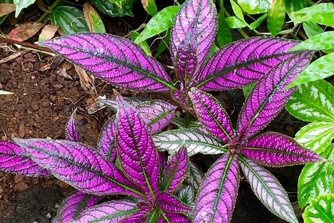 Princeville Botanical Gardens Tour and Chocolate Tasting Ticket - Guides, pacing, and why the tour feels worth $126 per person