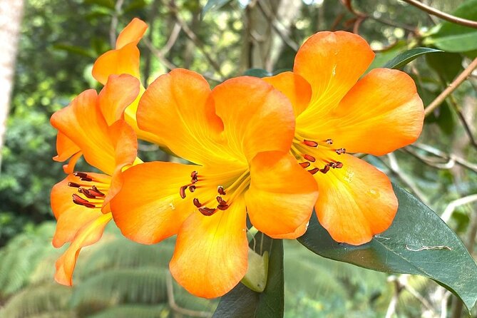 Princeville Botanical Gardens Tour and Chocolate Tasting Ticket - Terrain tips for stairs, loose gravel, rain, and real bug season