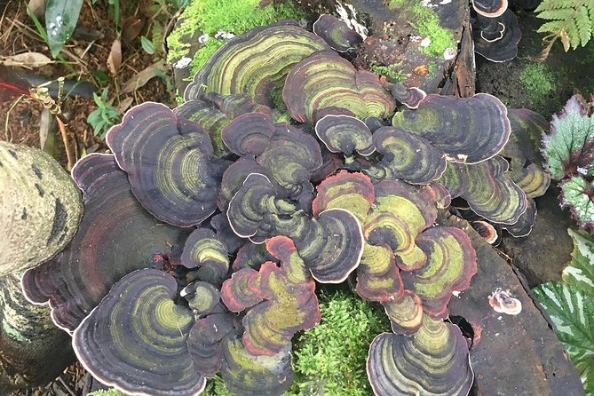 Princeville Botanical Gardens Tour and Chocolate Tasting Ticket - Who should book this Princeville gardens and chocolate tasting tour