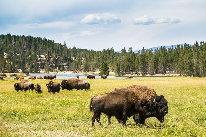 Private Yellowstone Tour: ICONIC Sites, Wildlife, Family Friendly Hikes + lunch - Key reasons this private Yellowstone tour works