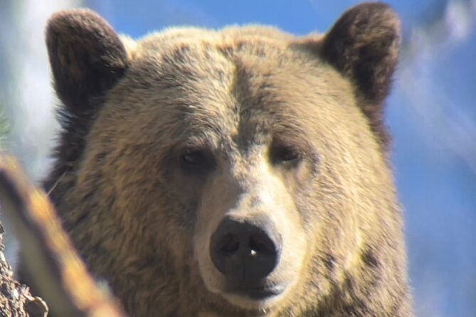 Private Yellowstone Tour: ICONIC Sites, Wildlife, Family Friendly Hikes + lunch - Geothermal day is more than Old Faithful