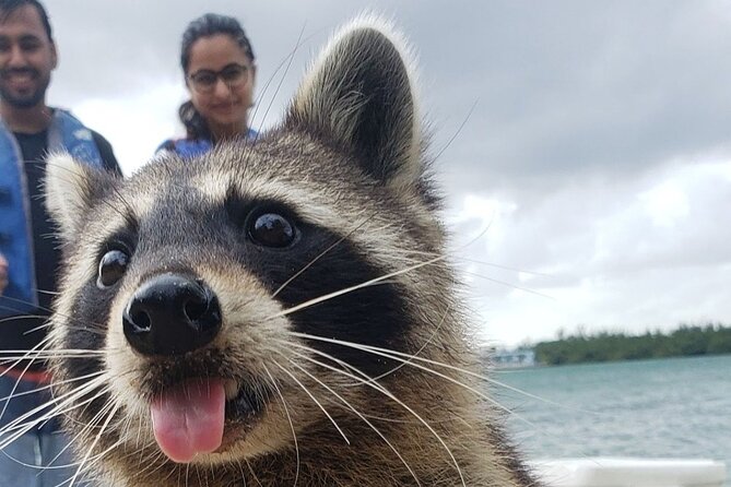 Raccoon Island Exploration on SUP/Kayak - Key things to know before you go