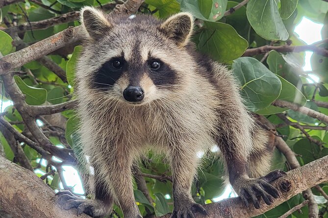 Raccoon Island Exploration on SUP/Kayak - Where you start at 10800 Collins Ave, and how to avoid a missed boat