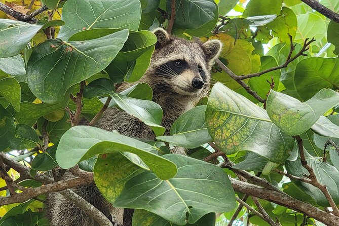 Raccoon Island Exploration on SUP/Kayak - Equipment, snacks, and alcoholic beverages: what the “included” really means