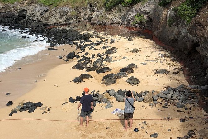 Road to Hana: Full-Day Scenic Drive with Blacksand & Waterfalls - Tour size and guides: why the narration matters on this road