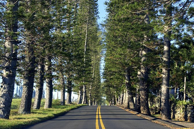 Road to Hana: Full-Day Scenic Drive with Blacksand & Waterfalls - Pickup timing: getting an early start without losing your day