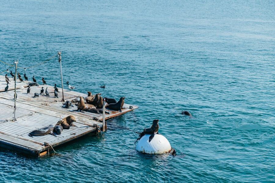San Diego: Harbor Cruise - Snacks and drinks you can buy, and how to budget