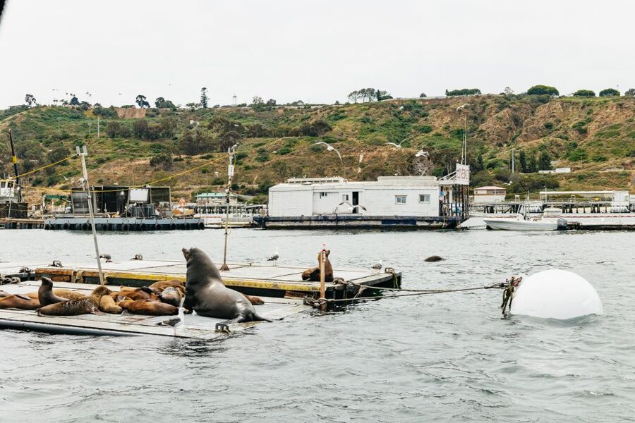 San Diego: SEAL City Tour by Amphibious Bus - The Crew Makes or Breaks This Tour, and This One Gets That Part Right