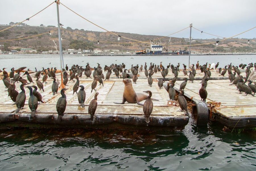 San Diego: SEAL City Tour by Amphibious Bus - Your 100 Minutes on Land and Water, From Embarcadero to Shelter Island