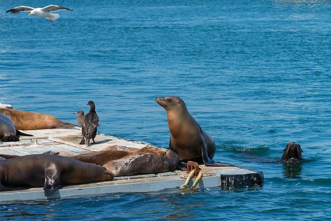 San Diego Seal Tour - Price Check: Why $53.41 Can Feel Like Real Value