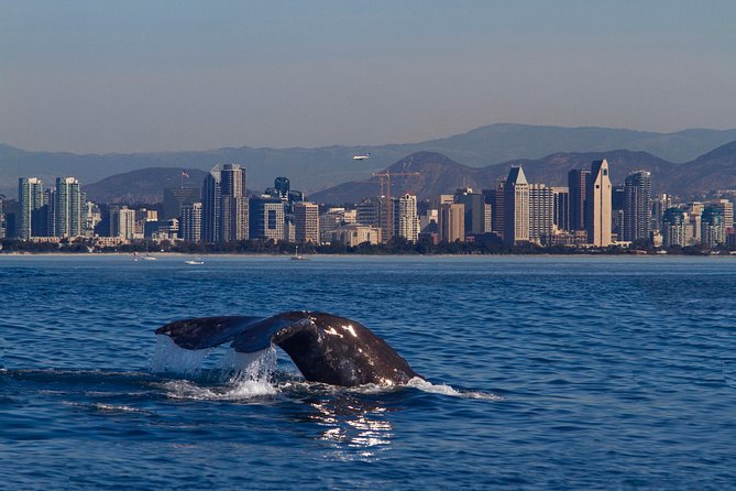 San Diego Whale Watching Cruise - Why this whale cruise feels different from the start