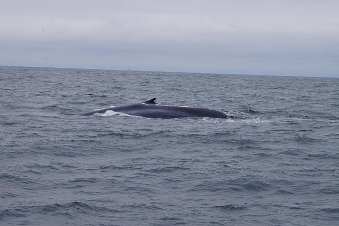 San Diego Whale Watching Cruise - Check-in windows: your schedule depends on it