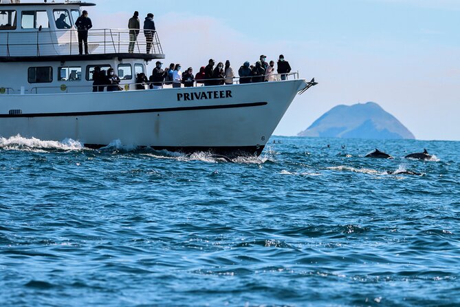 San Diego Whale Watching & Dolphin Cruise - Key highlights worth your time