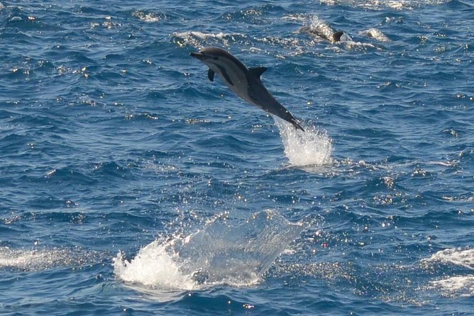 San Diego Whale Watching & Dolphin Cruise - Mission Bay departure and the “easy to start” logistics