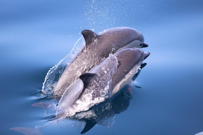 San Diego Whale Watching & Dolphin Cruise - What you might actually see: whales, dolphins, sea lions, and the “support cast”
