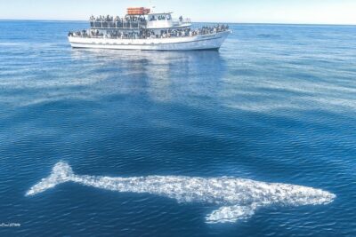 San Diego Whale Watching & Dolphin Cruise