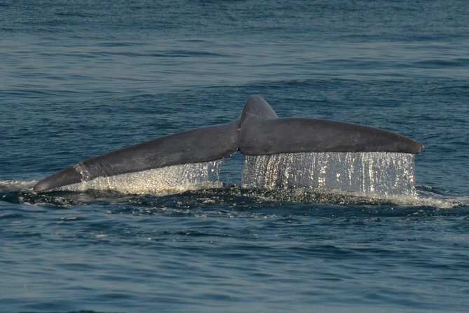 San Diego Whale Watching & Dolphin Cruise - How the naturalist narration works, and why sound matters