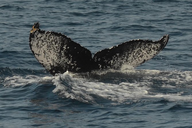 San Diego Whale Watching & Dolphin Cruise - Price and value: $71 for the wildlife search, the guidance, and the comfort
