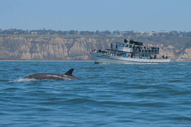 San Diego Whale Watching & Dolphin Cruise - Who this cruise is best for, and who should reconsider