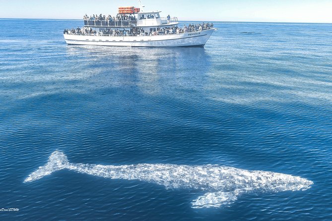 San Diego Whale Watching & Dolphin Cruise - The 10-minute open-water push, plus the Mission Bay to Ocean Beach scenery