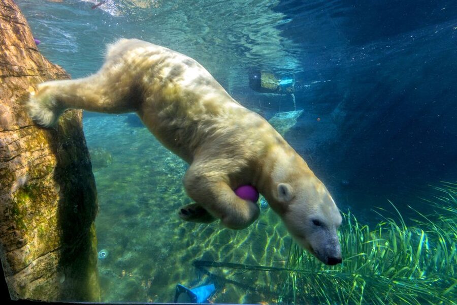 San Diego Zoo: 1-Day Admission Ticket - Should you book the San Diego Zoo 1-day admission?
