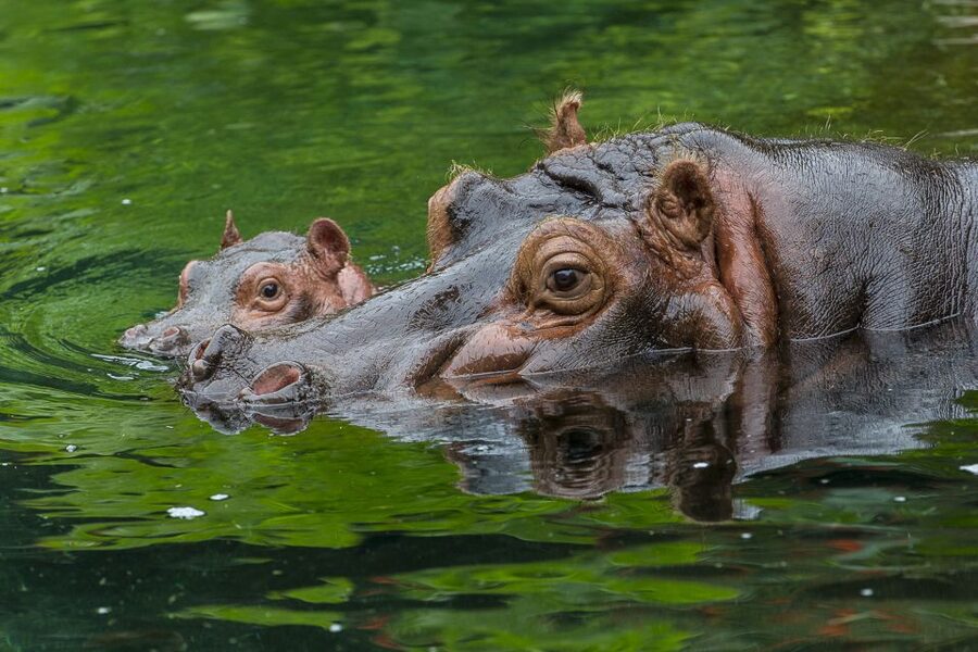 San Diego Zoo: 1-Day Admission Ticket - Africa Rocks and the rest of the zoo: how to avoid the “I missed everything” feeling