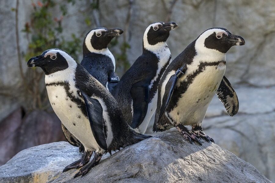 San Diego Zoo: 1-Day Admission Ticket - Price and value: what the $76 ticket buys you