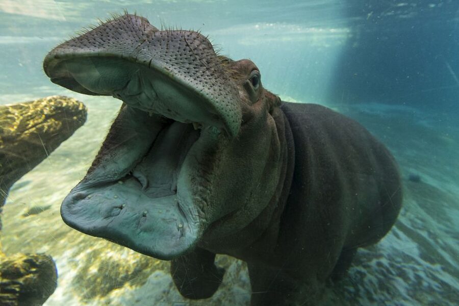 San Diego Zoo: 1-Day Admission Ticket - Who this ticket is best for