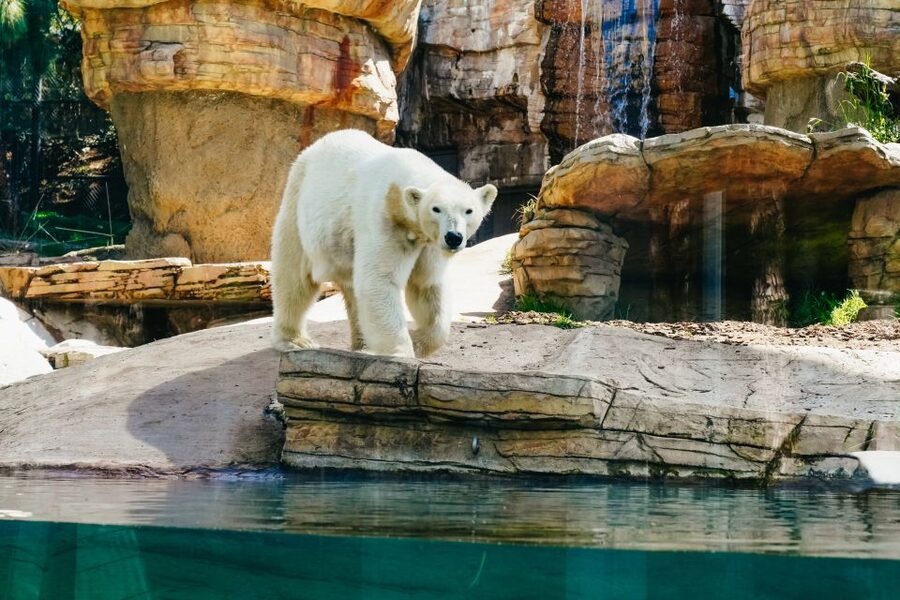 San Diego Zoo: 1-Day Admission Ticket - The animals you should plan around: tortoises, polar bears, elephants