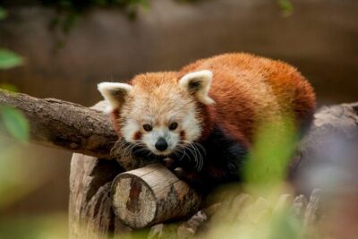 San Diego Zoo 1-Day Pass: Any Day Ticket