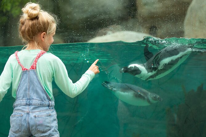 San Diego Zoo 1-Day Pass: Any Day Ticket - Getting Your Day Rolling Right: Skyfari Tram and the Guided Bus Tour