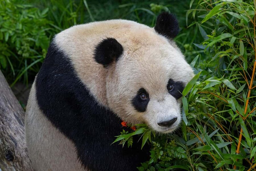 San Diego Zoo Admission Ticket - Key highlights that make this ticket worth a look