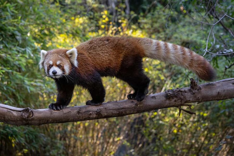 San Diego Zoo Admission Ticket - Guided bus tour strategy: see more, walk smarter