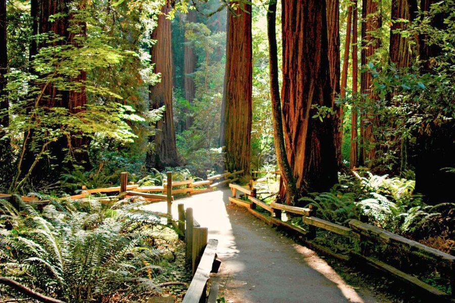 San Francisco: Muir Woods and Sausalito Half-Day Trip - Price and Value: What $95 Gets You in Real Terms