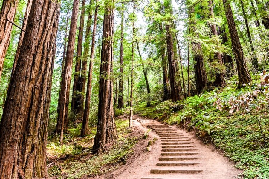 San Francisco: Muir Woods and Sausalito Half-Day Trip - Muir Woods National Monument in 90 Minutes: A Real Living Museum