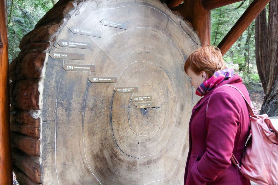San Francisco: Muir Woods and Sausalito Half-Day Trip - What to Do in the Redwoods: Choose Your Walk Style