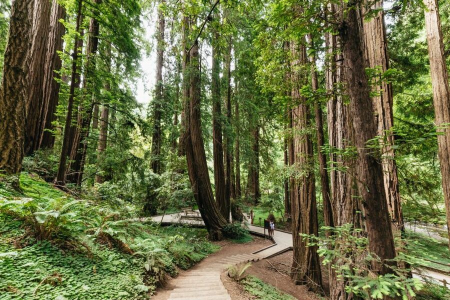 San Francisco: Muir Woods and Sausalito Small-Group Tour - Key highlights I’d plan around
