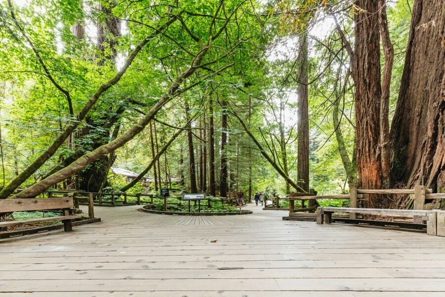 San Francisco: Muir Woods and Sausalito Small-Group Tour - A five-hour hit of Bridge, Redwood giants, and Sausalito