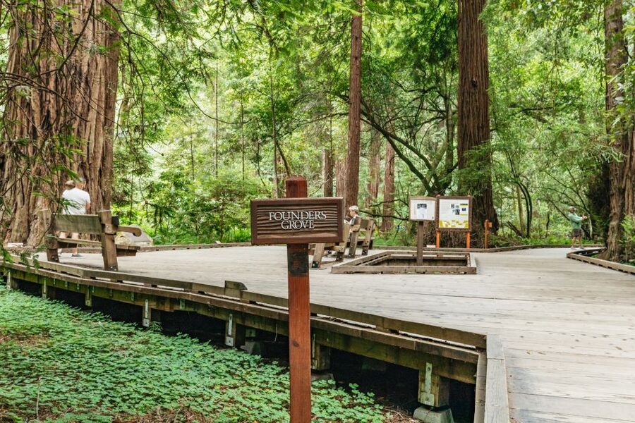 San Francisco: Muir Woods and Sausalito Small-Group Tour - Entering Muir Woods, how to see the oldest redwoods efficiently