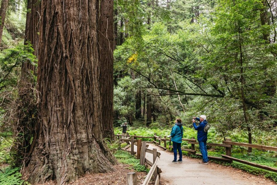 San Francisco: Muir Woods, Napa & Sonoma Valley Wine Tour - Key Highlights That Make This Day Trip Click