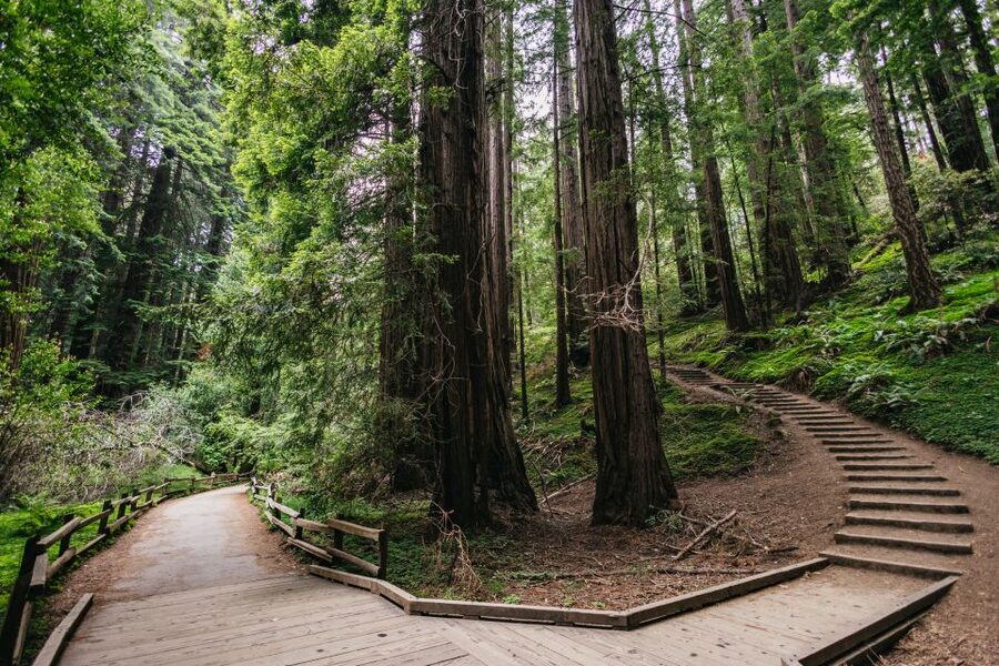 San Francisco: Muir Woods, Napa & Sonoma Valley Wine Tour - Mayo Family Winery, Ru Vango, and Jacuzzi Family Vineyards: three different tasting personalities